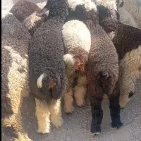 بره نر