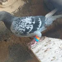 المانی خوب ذات درست|پرنده|تربت جام, معدآباد|دیوار