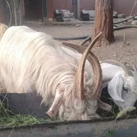 نربز یکساله