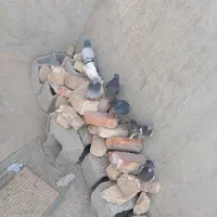 کبوتر ها فروشی