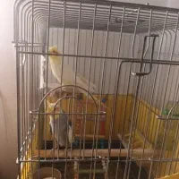 عروس هلندی دستی|پرنده|ری, جوانمرد قصاب|دیوار