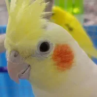 عروس هلندی و مرغ عشق