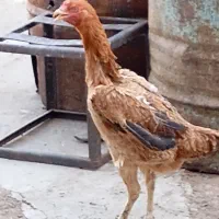 مرغ لاری اصیل ترک|حیوانات مزرعه|اسدآباد, |دیوار