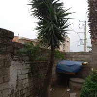 بآغبانی و درختکاری فضای سبز|گل و گیاه طبیعی|فریدونکنار, |دیوار