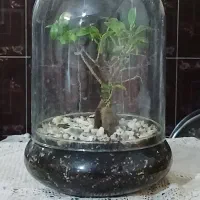 تراریوم درختچه بونسای جنسینگ