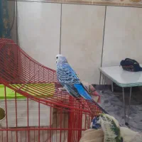 مرغ عشق|پرنده|بندر ماهشهر, |دیوار