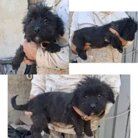 چند توله سگ میکس بسیار زیبا و مهربان