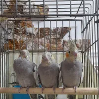 جوجه عروس هلندی