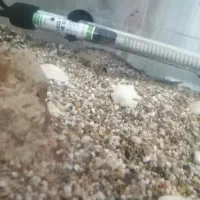 ماهی آکواریم لجن خوار|ماهی|قم, اسمعیل آباد|دیوار