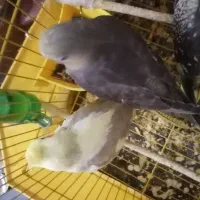 فروش فوری|پرنده|جوادآباد, |دیوار