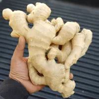 زنجبیل و زردچوبه تازه