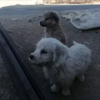 توله سگ|سگ|آبسرد, |دیوار