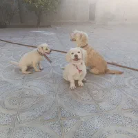 فروش سه عدد سگ آشپیتز قیمت ۴ میلیون