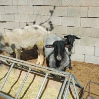 بز الپاین و میش رمانف|حیوانات مزرعه|تفت, |دیوار