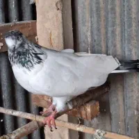 کبوتر نرکله دم سبز