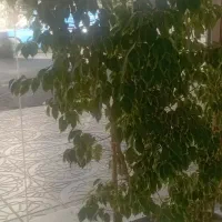 گل بنجیامین|گل و گیاه طبیعی|اشنویه, |دیوار