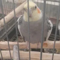 یه جفت عروس هلندی