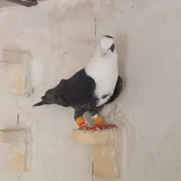 مخمل سیاه هوایی