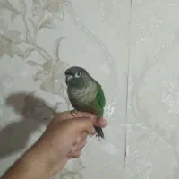 گیرینچیک فول دستی سخنگو با لوازم|پرنده|رباط‌کریم, مسکن مهر آبشناسان|دیوار