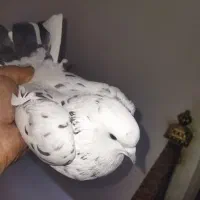 نروماده پرشی باهم500|پرنده|ابهر, |دیوار