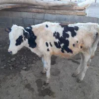گوساله نر