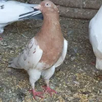 زاغ شاه بال سفید/کله زرد|پرنده|بندرعباس, |دیوار