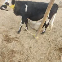 گاو خارجی|حیوانات مزرعه|شادگان, |دیوار