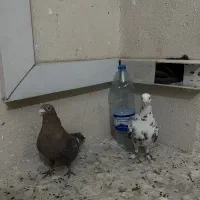 ۳تا گرفتنی پرشی خوب|پرنده|شیراز, شهرک مفتح|دیوار