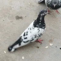 گفترکره