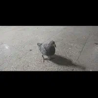 جوجه کبوتر(کفتر) مسافتی پلاکی بوم ندیده|پرنده|شیراز, شهرک امیر کبیر|دیوار