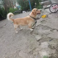 سگ پا کوتاه نر