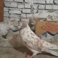 نر پرشی  به شرط|پرنده|قم, شهرک توانیر|دیوار