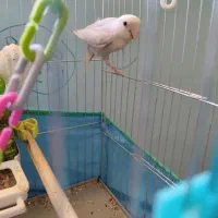 طوطی برزیلی 6 ماهه
