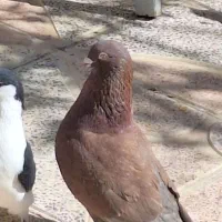 ۶عدد کبوتر|پرنده|محمدیه-قزوین, |دیوار