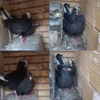 دوجفت پلنگ