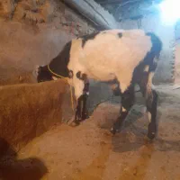 گاو گوساله|حیوانات مزرعه|خرمدره, |دیوار