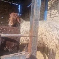 قوچ پشندی با قیمت مناسب