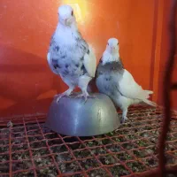 طوقی معاوضه با سقا