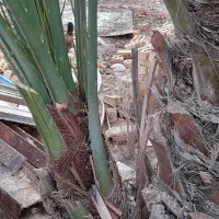 پاجوش درخت خرما برحی