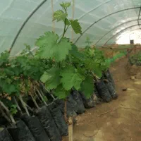 فروش نهال گلدانی انگور (دوساله) کاشمر