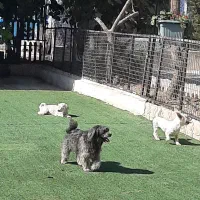 پانسیون سگ و گربه VIP|خدمات پیشه و مهارت|شهریار, شهریار|دیوار