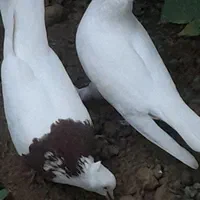 فروش انواع نژاد های کبوتر وتخم کفتر