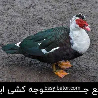 اردک خارجی بالغ