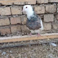 طوقی نر هفت رنگ آجیلی