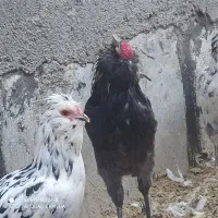 خروس گلین|حیوانات مزرعه|قم, تعویض پلاک|دیوار