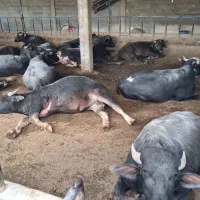 سوپ گوشت بهمنی عمده گوشت گاو میش گاو گوسفند