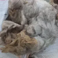 پشم گوسفندی|عمدهفروشی|فارسان, |دیوار