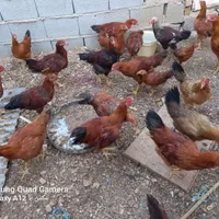 مرغ و خروس|حیوانات|طبس, |دیوار