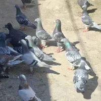 با سلام ۶۰ عدد پلاکی درجه یک