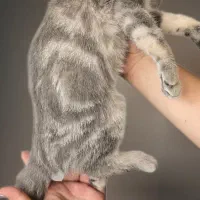 گربه اسکاتیش فولد|گربه|تهران, مشیریه|دیوار